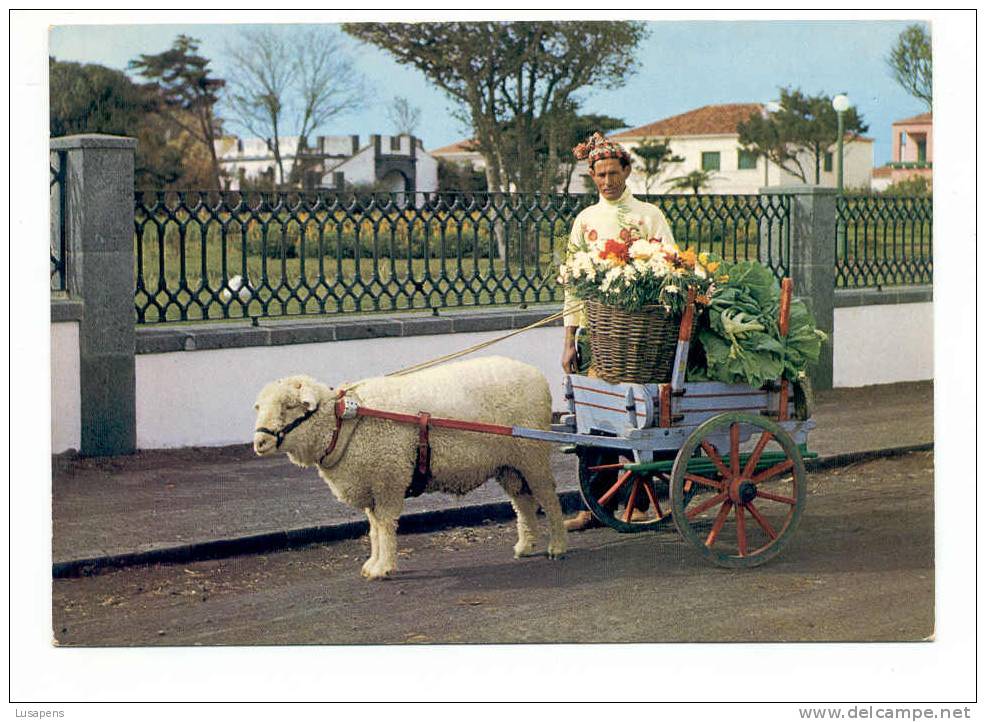 Portugal Cor 2272– AÇORES AZORES AZOREN – SÃO MIGUEL – CARROÇA DE CARNEIRO SHEEP CART CHARRIOT À MOUTON - Açores