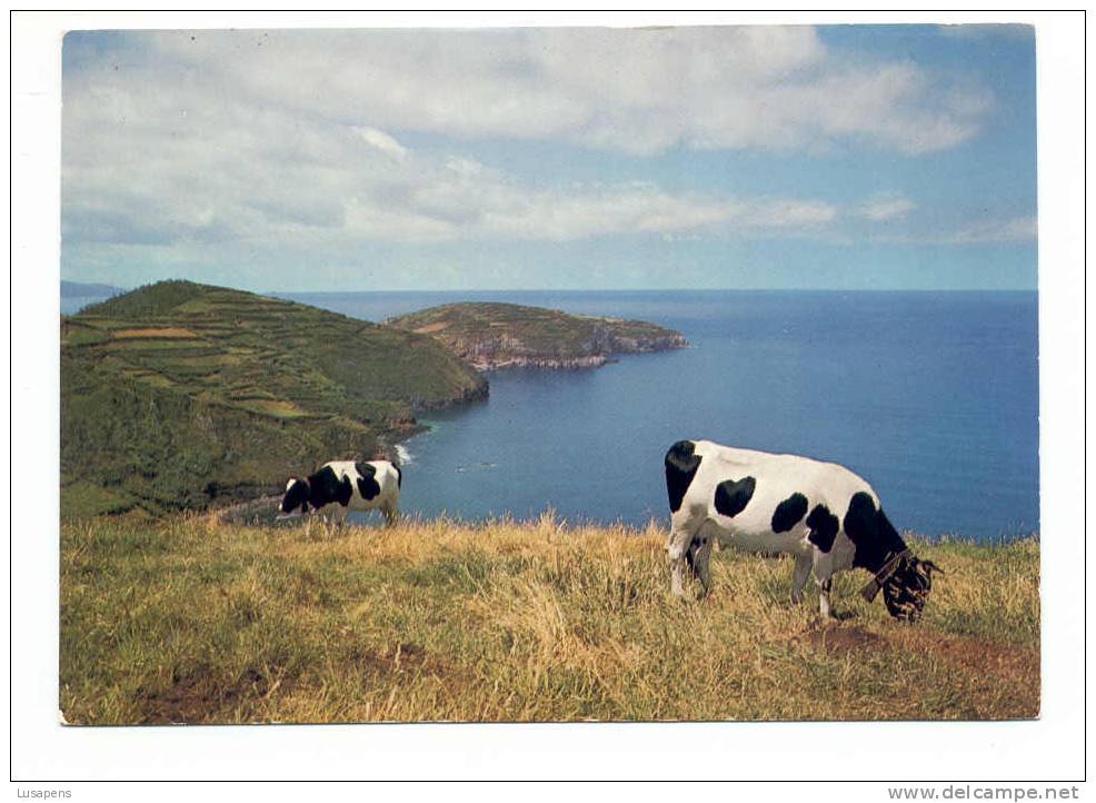 Portugal Cor 2289– AÇORES AZORES AZOREN – SÃO MIGUEL – PONTA DE SANTA IRIA COSTA NORTE - VACA COW VACHE - Açores