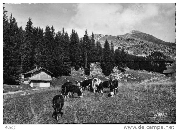 74. MIEUSSY.  LES PATURAGES PAISIBLES DU SOMMANDsous Les Ombrages De La Hte Pointe.vaches. - Mieussy