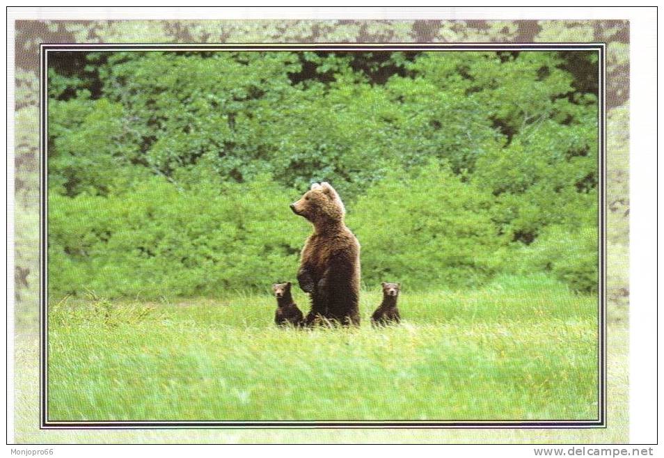 CPM D Un Ours Brun Avec Ses Petits   Grizzli - Bears