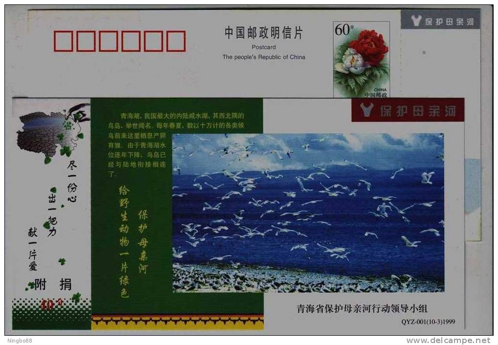Brown-headed Gull,bird Island,qinghai Lake Biggest Inland Salt-water Lake,CN 99 Protect Mother's River Pre-stamped Card - Mouettes