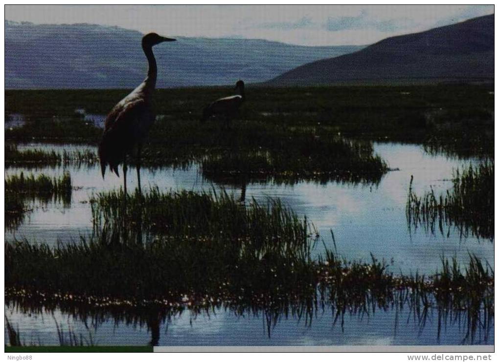 Black-necked Crane,Longbao Lake Wetland In Upriver Of Changjiang,CN 99 Protect Mother's River Advert Pre-stamped Card - Kranichvögel