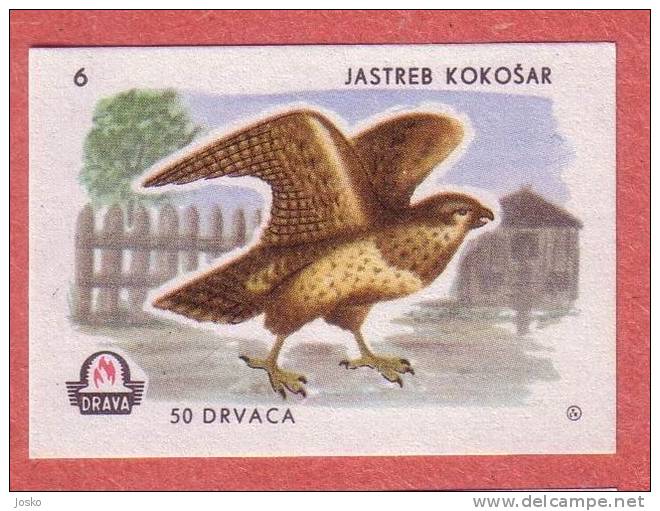 GOSHAWK  ( Yugoslavia Matchbox Label ) Hawk Autour Eagle Aigle Birds Of Pray Raptors Bird Etiquette D`allumettes - Matchbox Labels