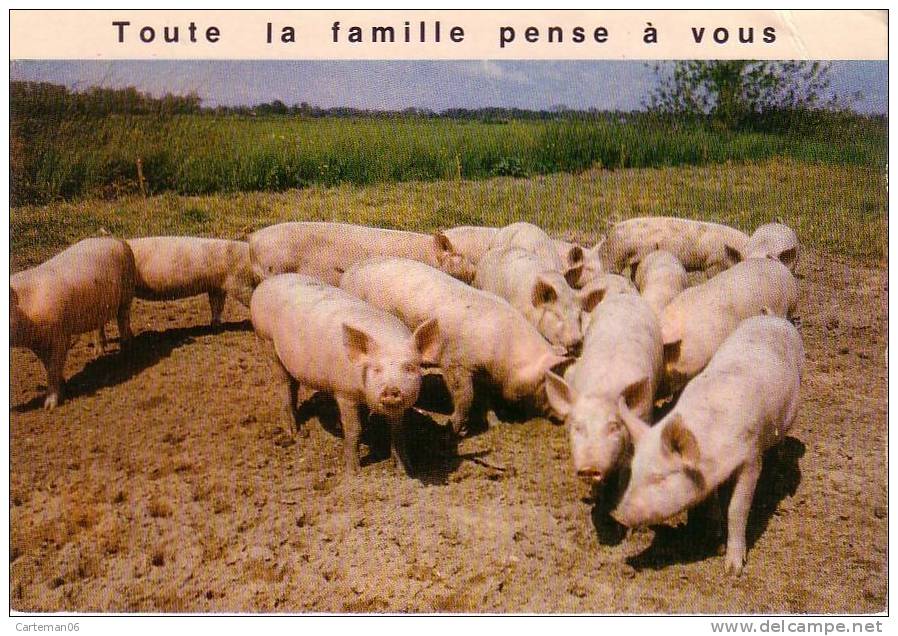 Animaux - Cochons - Toute La Famille Pense à Vous - Cochons