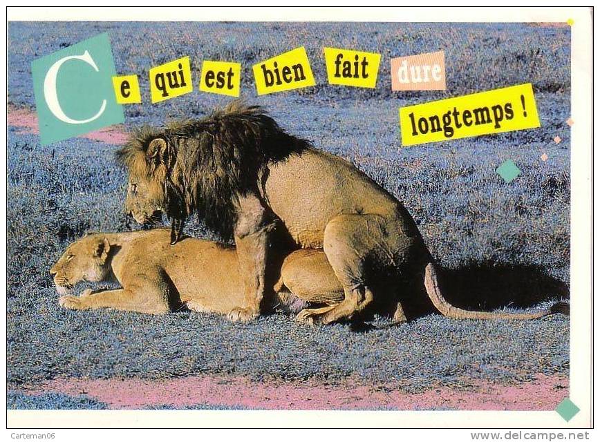Animaux - Lions - Ce Qui Est Bien Fait Dure Longtemps ! - Lions