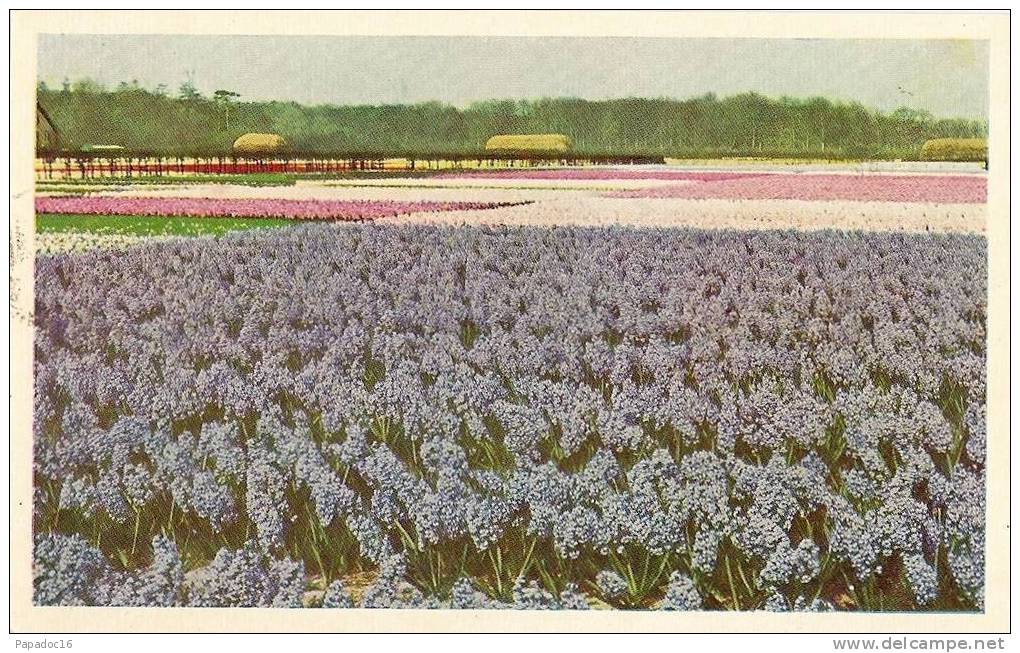 NL - ZH - "Keukenhof" - Lisse-Holland - Foto L. Blok N° 1007 (niet Gebruikt / Non Circulée) - [Teylingen] - Lisse