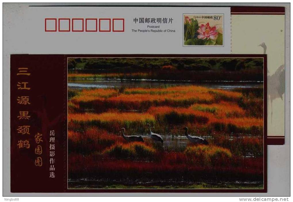 #1,Endangered Species Black-necked Crane Bird,Plateau Wetland,CN07 Longbaotan Nat'l Nature Reserve Pre-stamped Card - Kranichvögel