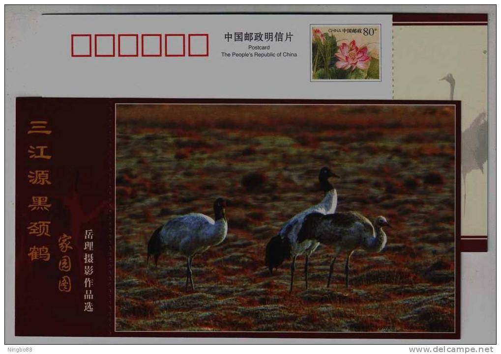 #3,Endangered Species Black-necked Crane Bird,Plateau Wetland,CN07 Longbaotan Nat'l Nature Reserve Pre-stamped Card - Grues Et Gruiformes