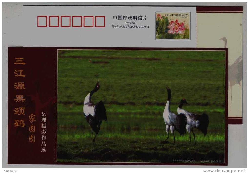 #5,Endangered Species Black-necked Crane Bird,Plateau Wetland,CN07 Longbaotan Nat'l Nature Reserve Pre-stamped Card - Kranichvögel