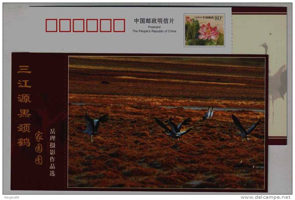 #6,Endangered Species Black-necked Crane Bird,Plateau Wetland,CN07 Longbaotan Nat'l Nature Reserve Pre-stamped Card - Kranichvögel