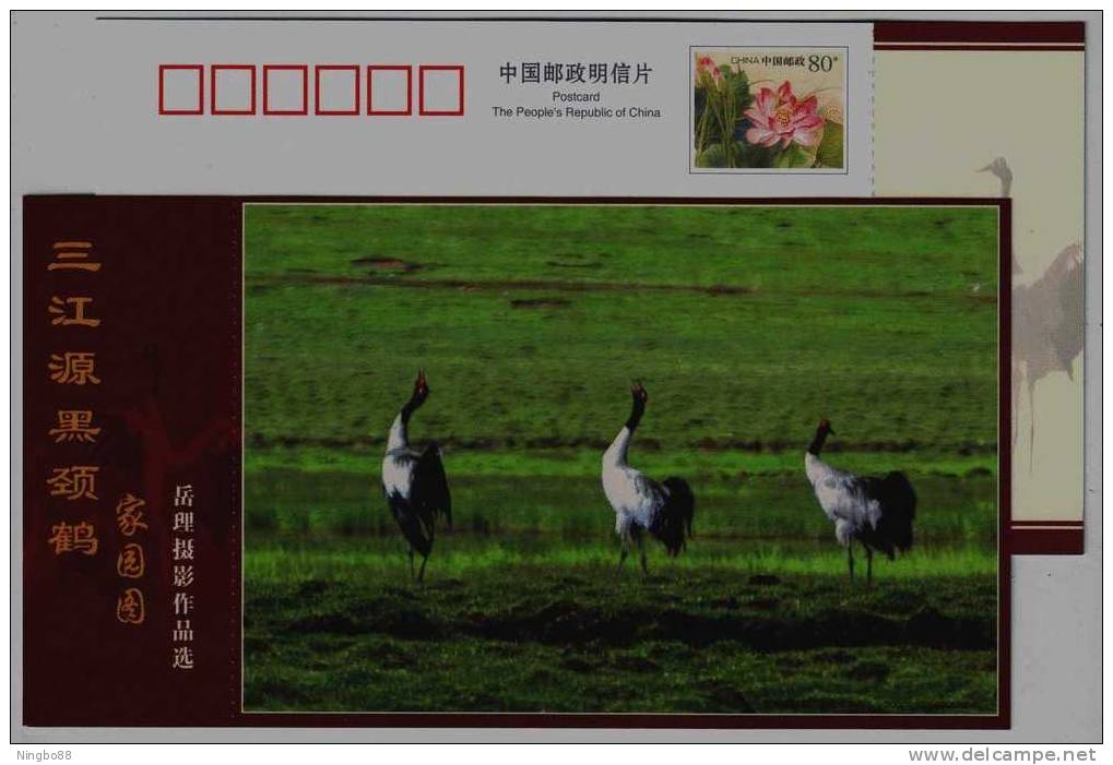 #10,Endangered Species Black-necked Crane Bird,Plateau Wetland,CN07 Longbaotan Nat'l Nature Reserve Pre-stamped Card - Kranichvögel