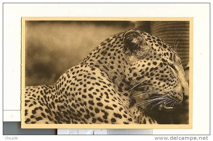 000234  -  La Fin Du Fauve  (  Leopard ) - Ruanda-Burundi