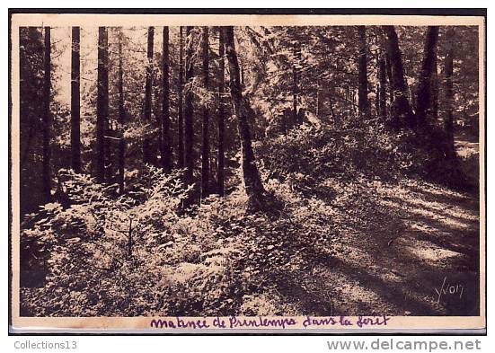 FINISTERE - Huelgoat - Matinée De Printemps Dans La Forêt - Huelgoat