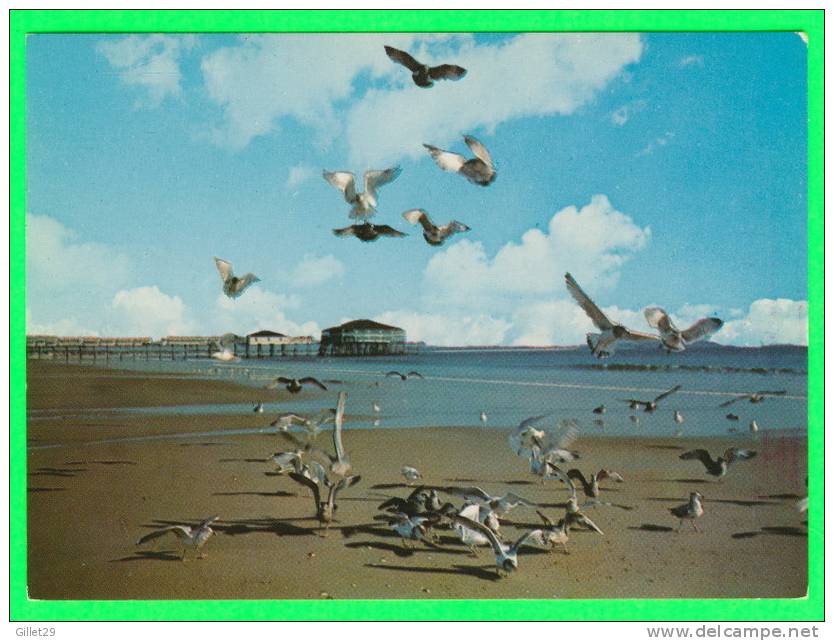 OLD ORCHARD BEACH, ME - DINNER TIME FOR THE GULLS - LUSTERCHROME - - Otros & Sin Clasificación