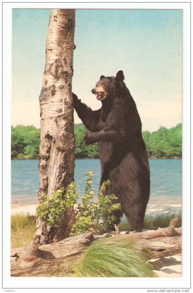 L'Ours - Bear - Beer - Bären