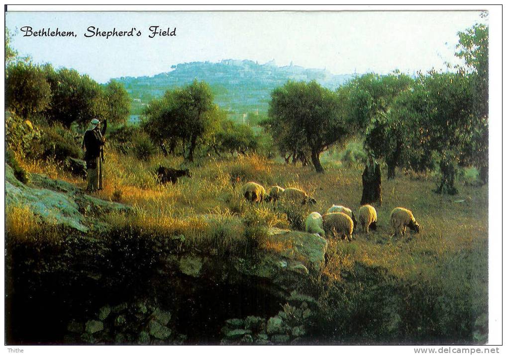 BETHLEHEM Shepherd's Field - Berger - Moutons - Champ Des Bergers - Palestine
