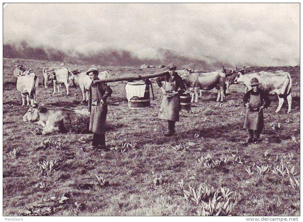 Auvergne Et Cévennes Le Transport Du Lait 1935 (CPM à Partir D'une Photo Ancienne) - Viehzucht