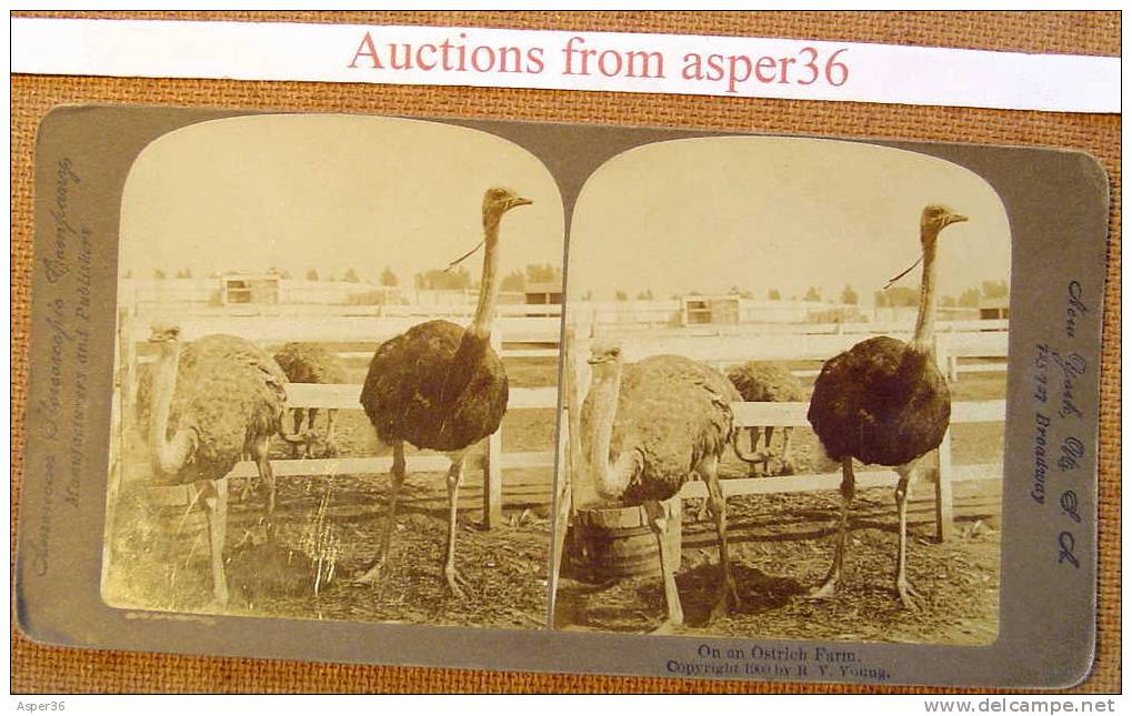 Photo Stereo "On An Ostrich Farm" 1900 American Stereoscopic Company - Stereo-Photographie