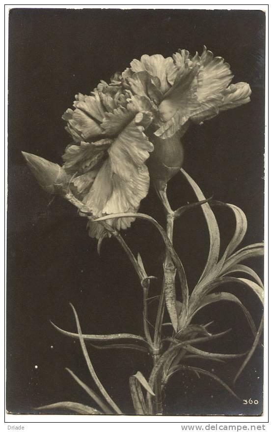 FOTO CARTOLINA TEMATICA FIORI FLOWERS FLEURS VIAGGIATA 1910 - Other & Unclassified