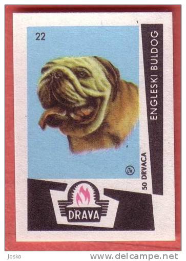 ENGLAND BULLDOG - Bouledogue ( Yugoslavia Matchbox Label ) Dog Chien Perro Hund Cane Hond Dogs * Etiquette D`allumettes - Cajas De Cerillas - Etiquetas