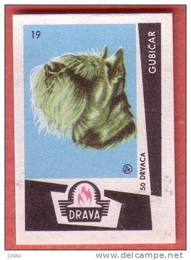 SCHNAUZER   (  Yugoslavia Matchbox Label  ) Dog Chien Perro Hund Cane Hond Dogs * Etiquette D`allumettes - Cajas De Cerillas - Etiquetas
