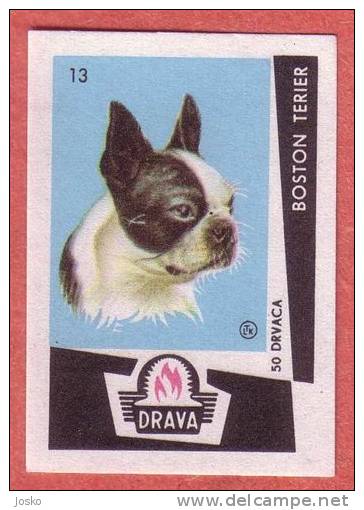 BOSTON TERRIER - Bull Boxwood ( Yugoslavia Matchbox Label ) Dog Chien Perro Hund Cane Hond Dogs * Etiquette D`allumettes - Matchbox Labels