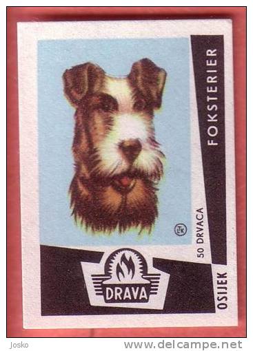 FOX TERRIER - Foxy  ( Yugoslavia Matchbox Label  ) Dog Chien Perro Hund Cane Hond Dogs * Etiquette D`allumettes - Matchbox Labels