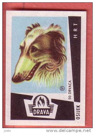 GREYHOUND  -  Hound   ( Yugoslavia Matchbox Label  ) Dog Chien Perro Hund Cane Hond Dogs * Etiquette D`allumettes - Matchbox Labels