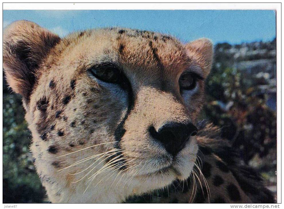 CPM             GUEPARD          CHATEAU DE THOIRY EN YVELINES - Lions