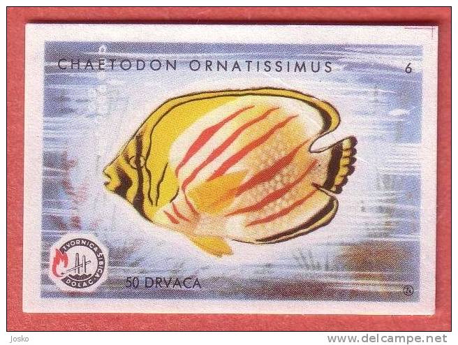 ORNATED BUTTERFLYFISH Ornate Butterfly ( Yugoslavia Matchbox Label ) Fish Poisson Pez Fisch Pesce Etiquette D`allumettes - Matchbox Labels