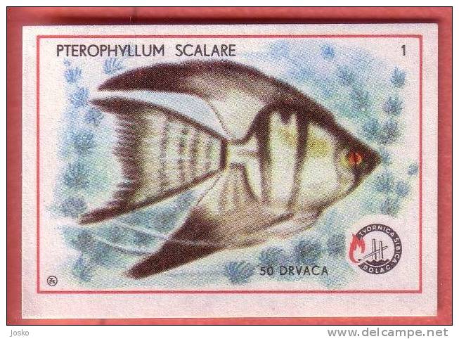 ANGELFISH  ( Yugoslavia Matchbox Label ) Fish Poisson Pez Fisch Pesce Etiquette D`allumettes - Matchbox Labels