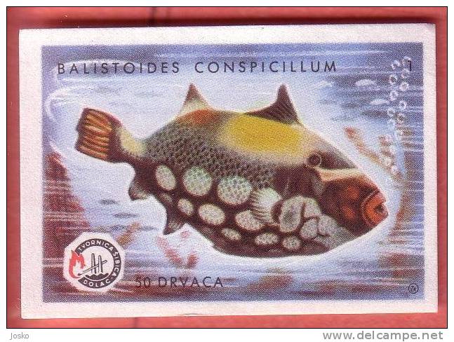 CLOWN TRIGGERFISH  ( Yugoslavia Matchbox Label ) Fish Poisson Pez Fisch Pesce Etiquette D`allumettes - Matchbox Labels