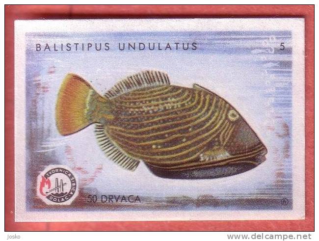 ORANGE-LINED TRIGGERFISH  ( Yugoslavia Matchbox Label ) Fish Poisson Pez Fisch Pesce Etiquette D`allumettes - Matchbox Labels