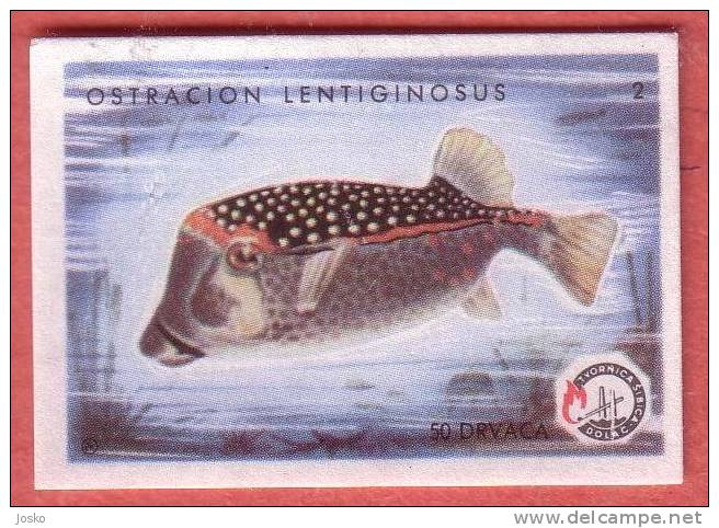 BLUE TRUNKFISH - Trunkfishes  ( Yugoslavia Matchbox Label ) Fish Poisson Pez Fisch Pesce Etiquette D`allumettes - Matchbox Labels