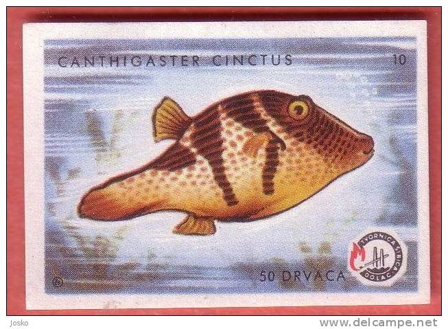 FOURSADDLE PUFFER  - Puffers  ( Yugoslavia Matchbox Label ) Fish Poisson Pez Fisch Pesce Etiquette D`allumettes - Matchbox Labels