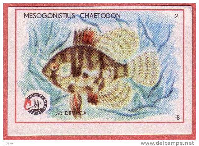 BANDED SUNFISH   ( Yugoslavia Matchbox Label ) Fish Poisson Pez Fisch Pesce Etiquette D`allumettes - Matchbox Labels
