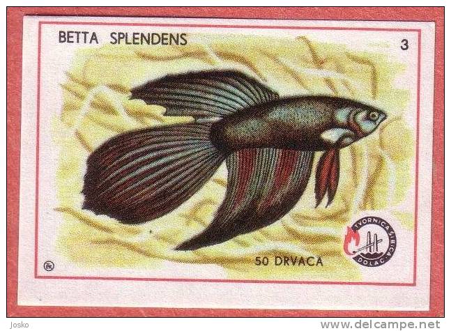 SIAMESE FIGHTING FISH - Betta Fish  ( Yugoslavia Matchbox Label ) Fish Poisson Pez Fisch Pesce Etiquette D`allumettes - Matchbox Labels