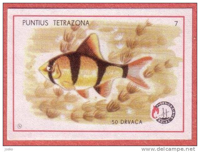 TIGER BARB  -  Sumatra Barb  ( Yugoslavia Matchbox Label ) Fish Poisson Pez Fisch Pesce Etiquette D`allumettes - Boites D'allumettes - Etiquettes