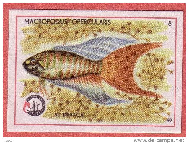 PARADISE FISH   ( Yugoslavia Matchbox Label ) Fish Poisson Pez Fisch Pesce Etiquette D`allumettes - Cajas De Cerillas - Etiquetas