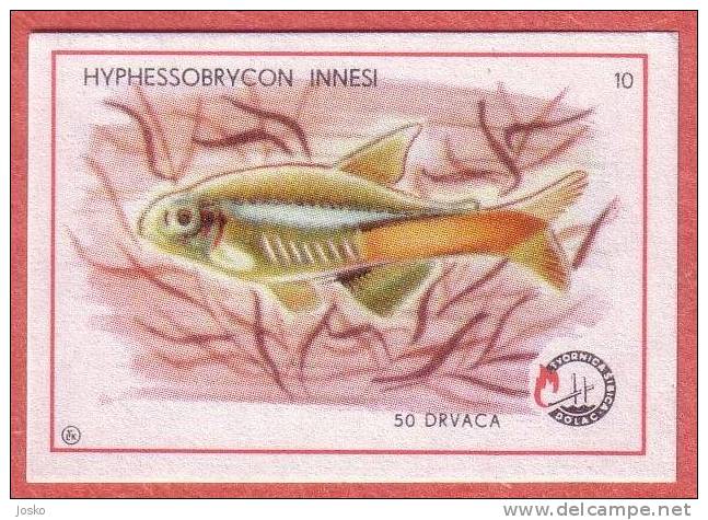 NEON TETRA   ( Yugoslavia Matchbox Label ) Fish Poisson Pez Fisch Pesce Etiquette D`allumettes - Matchbox Labels