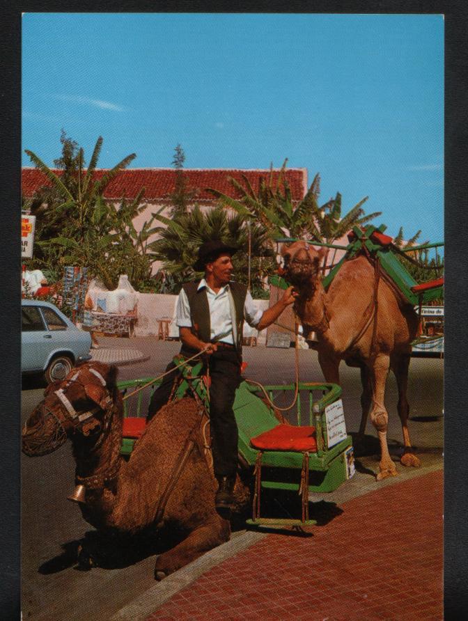 Tenerife  Puerto De La Cruz  Chameaux Camels - Tenerife