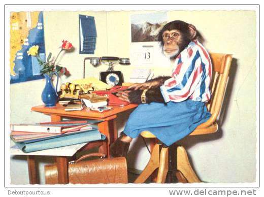 Singe Secrétaire Au Bureau ( 1970 ) - Apen