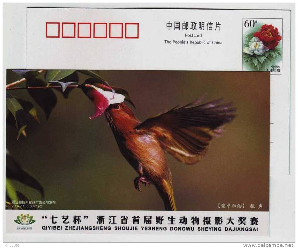 Dark-brown Honeyeaters Bird Hovering Flight,CN 04 Qiyi Cup Wildlife Animal Photography Contest Advert Pre-stamped Card - Colibris