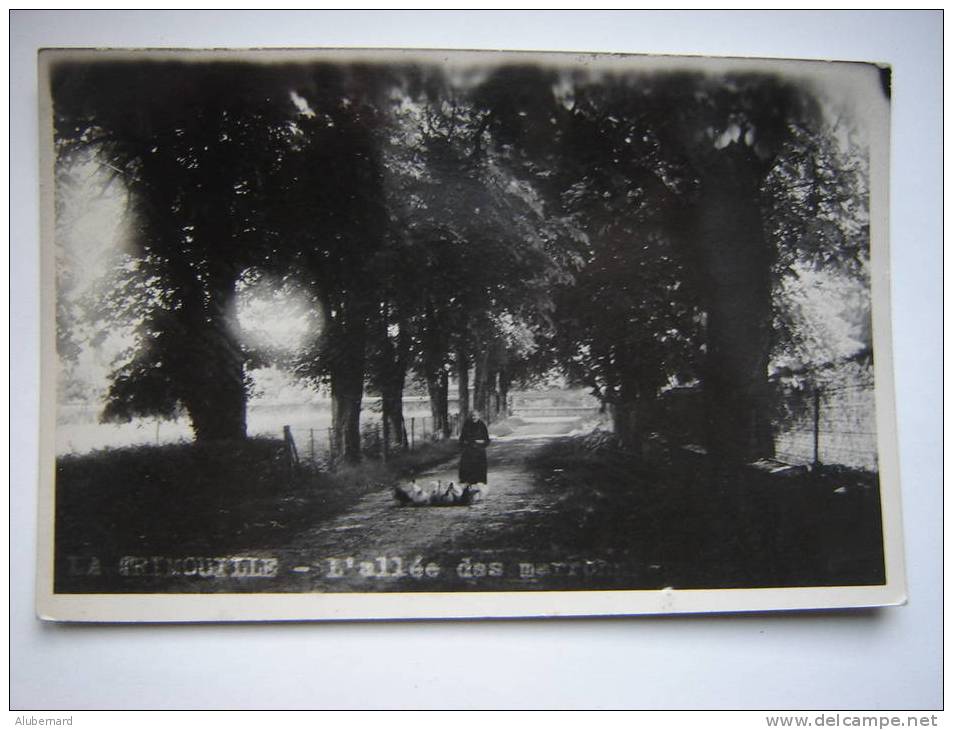 La Trimouile. Allée Des Marroniers . C.p.photo 14x9.1951 - La Trimouille