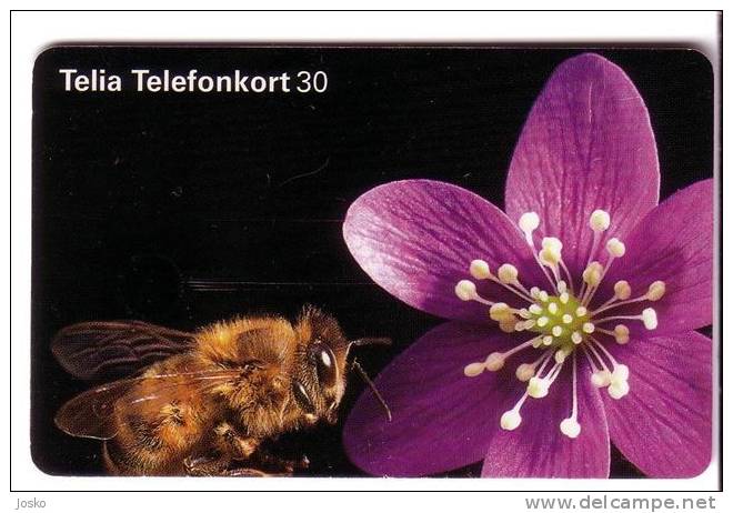 HONEYBEE ( Sweden Card ) Abeille Bee Biene Abeja Ape Bees Abeilles Honeybees Honey-bee * - See Scan For Condition - Schweden