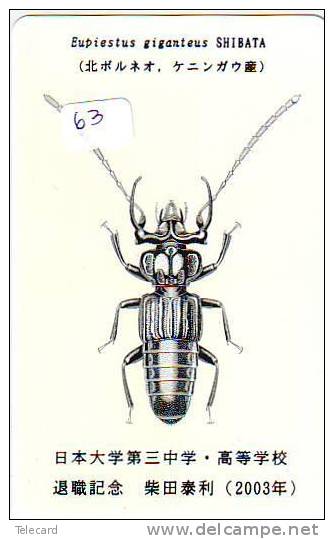 BUG Punaise KEVER Insect (63) - Altri & Non Classificati