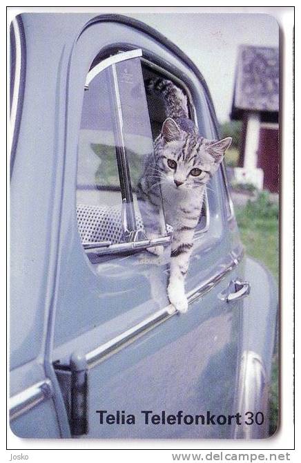 CAT ON CAR WINDOW ( Sweden ) ***  Chat - Gato - Katze - Felino - Matou - Gatto - Gatta - Cats - Chats - Chatte - Zweden