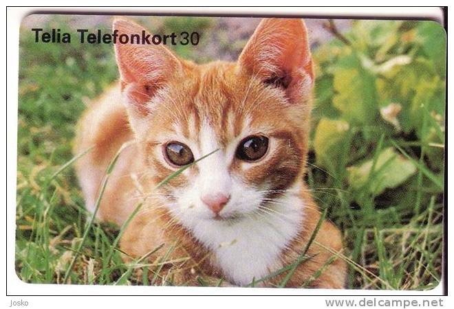 CAT  ( Sweden ) ***  Chat - Gato - Katze - Felino - Matou - Gatto - Gatta - Cats - Chats - Chatte - Suède