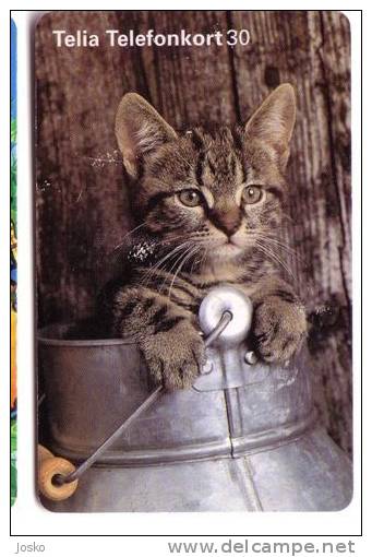 CAT  ( Sweden ) ***  Chat - Gato - Katze - Felino - Matou - Gatto - Gatta - Cats - Chats - Chatte  * See Scan For Condit - Sweden