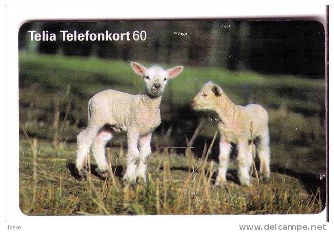 LAMBS ( Sweden ) Lambs * Sheep Mouton Brebis Schafe Oveja Sheeps Merino Moutons Pecora Merinos *  See Scan For Condition - Sweden